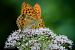 Argynnis paphia  - Barlotti Andrea