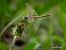 Sympetrum fonscolombei  - Barlotti Andrea