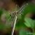 Sympetrum fonscolombei © Barlotti Andrea
