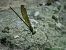 Calopteryx splendens  - Barlotti Andrea
