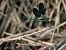 Calopteryx splendens © Barlotti Andrea