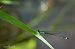 Ischnura elegans © Barlotti Andrea