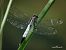 Orthetrum albistylum © Barlotti Andrea