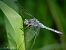Orthetrum coerulescens  - Barlotti Andrea