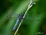 Orthetrum coerulescens  - Barlotti Andrea