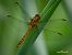 Orthetrum coerulescens © Barlotti Andrea