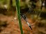 Orthetrum cancellatum © Barlotti Andrea