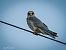 Falco cuculo (Falco vespertinus) © Barlotti Andrea