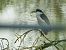 Nitticora (Nycticorax nycticorax) © Barlotti Andrea