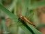 Crocothemis erythraea © Barlotti Andrea