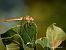 Sympetrum meridionale  - Barlotti Andrea