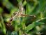 Sympetrum fonscolombei © Barlotti Andrea