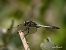 Orthetrum cancellatum  - Barlotti Andrea