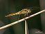 Orthetrum cancellatum © Barlotti Andrea