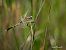 Orthetrum albistylum  - Barlotti Andrea