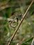 Orthetrum albistylum © Barlotti Andrea