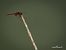 Trithemis annulata © Barlotti Andrea
