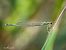 Platycnemis pennipes © Barlotti Andrea