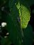 Ischnura elegans  - Barlotti Andrea