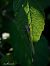 Ischnura elegans  - Barlotti Andrea
