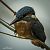 Martin pescatore (Alcedo atthis) © Barlotti Andrea
