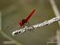 Crocothemis erythraea © Barlotti Andrea
