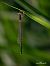 Sympecma fusca © Barlotti Andrea