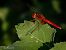 Crocothemis erythraea  - Barlotti Andrea