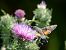 Macroglossum stellatarum © Barlotti Andrea