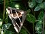 Grammodes bifasciata © Barlotti Andrea