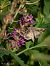 Autographa gamma © Barlotti Andrea