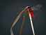 Crocothemis erythraea  - Barlotti Andrea