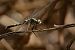 Orthetrum albistylum © Barlotti Andrea
