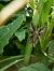 Autographa gamma © Barlotti Andrea