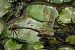 Anax parthenope  - Barlotti Andrea