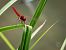 Crocothemis erythraea © Barlotti Andrea