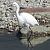 Garzetta (Egretta garzetta) © Tiziana Ciaghi