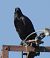 Corvo imperiale (Corvus corax) © Tiziana Ciaghi