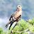 Nibbio reale (Milvus milvus) © Tiziana Ciaghi