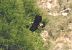 Aquila reale (Aquila chrysaetos) © Tiziana Ciaghi