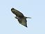 Poiana (Buteo buteo) © Tiziana Ciaghi