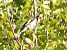 Cardellino (Carduelis carduelis) © Tiziana Ciaghi
