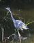 Airone cenerino (Ardea cinerea) © Tiziana Ciaghi