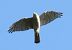 Sparviere (Accipiter nisus) © Tiziana Ciaghi