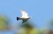 Colombaccio (Columba palumbus) © Tiziana Ciaghi