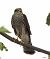 Sparviere (Accipiter nisus) © Tiziana Ciaghi