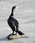 Cormorano (Phalacrocorax carbo) © Tiziana Ciaghi