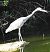 Airone cenerino (Ardea cinerea) © Tiziana Ciaghi