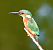 Martin pescatore (Alcedo atthis) © Tiziana Ciaghi