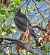 Sparviere (Accipiter nisus) © Tiziana Ciaghi